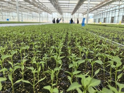 seed starting trays